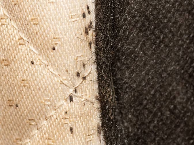 How To Check For Bed Bugs On A Mattress