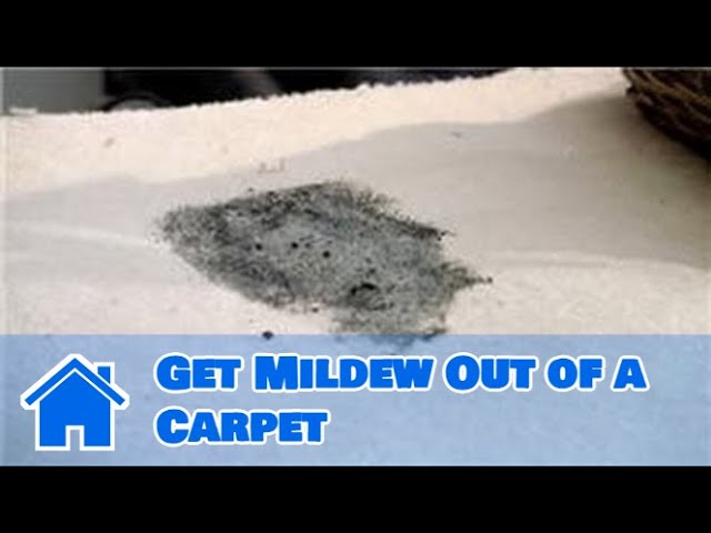 How To Get Mold Out Of Carpet