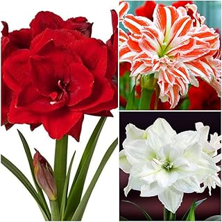 Best Amaryllis Bulbs