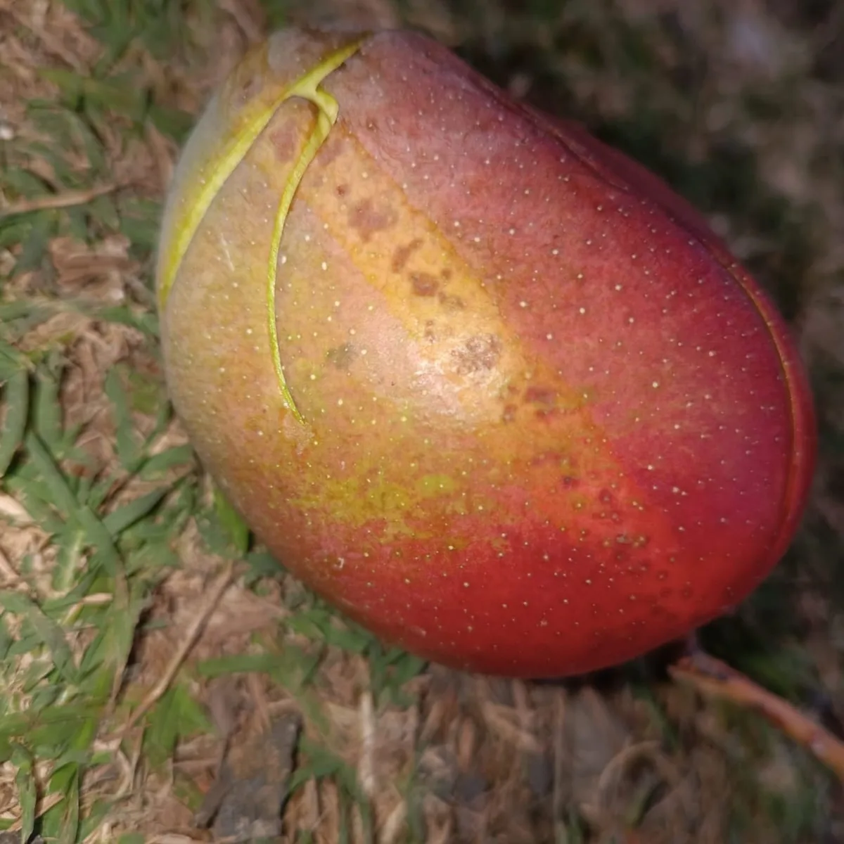 mango