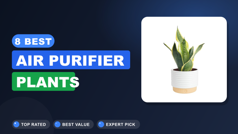 Best Air Purifier Plants