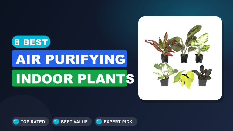 Best Air Purifying Indoor Plants